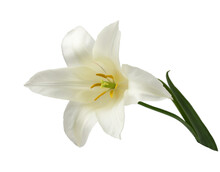 White Lily-like Tulips With A Stem, Isolated