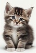  a small kitten with blue eyes sitting down on a white background with a white background behind it and a white background behind it. Generative AI