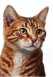  a cat with a very large brown face and a white background is shown in this painting of a cat. Generative AI