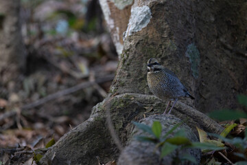 Wall Mural - Blue pitta Variety of Pitta birds from Thailand