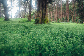 Wall Mural - Green grass and trees in the forest