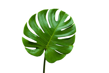 Poster - closeup beautiful Monstera leaf isolated on white background, Flat lay	
