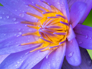 Wall Mural - Rainwater on The Purple Lotus Flower Blooming
