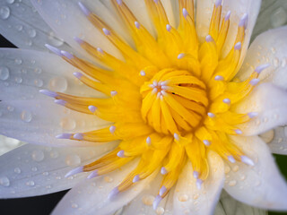 Wall Mural - Rainwater on The White-yellow Pollens Lotus