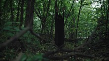 A Mysterious Black Hooded Figure Practices Witchcraft And Black Magic In A Mysterious Forest. A Witch From The Piercing, Causes Ancient Curses.