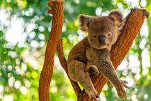 Koala On Top Of A Tree At The Zoo In Australia