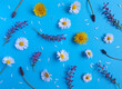 Daisy, dandelion and lavender pattern. Flat lay from yellow, white and purple spring and summer flowers and white petals on a pastel blue background. Top view minimal concept