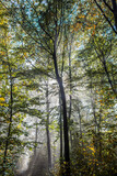 Fototapeta Na ścianę - misty autumn forest 