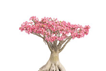 Desert Rose Or Ping Bignonia Flower Tree Isolated Transparency Background