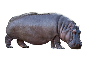 hippo cutout image on white background.