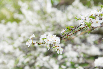 Wall Mural - Cherry blossoms, beautiful white flowers in spring sunny day for background or copy space for text