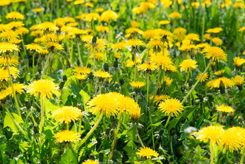 Sticker - dandelions on a green meadow. Bee collects pollen and honey	