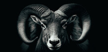 Ram Or Sheep Animal, Close Up Of Head And Horns Of A Wild Big Horned, Isolated Black White. 
