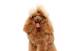 © master1305 - Portrait of cute purebred poodle posing with tongue sticking out isolated over white studio background. Smile. Concept of domestic animals, care, vet