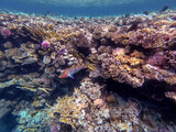 Fototapeta Do akwarium - Klunzinger's wrasse (Thalassoma rueppellii) at coral reef of the Red Sea..