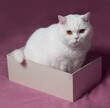 © Uliana - A white cat sits in a box on a pink background. Scottish fold cat. The cat has yellow eyes