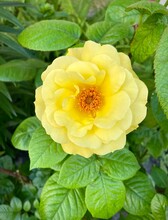 Fully Opened Yellow Rose Close-up On A Photo Of Green Leaves And Ground. Natural Sunlight. Eco. Garden Flowers.