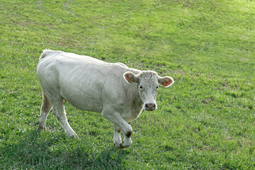 White cow in the pasture on a sunny summer day.