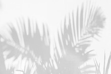 Grey Shadow Of Natural Palm Leaf Abstract Background Falling On White Wall Texture For Background And Wallpaper. Tropical Palm Leaves Foliage Shadow Overlay Effect, Foliage Mockup And Design