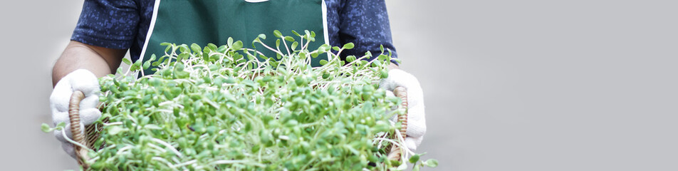 Wall Mural - Sunflower sprout in wicker basket holding in hands of gardener for food, soft and selective focus on sunflower sprout.       