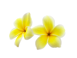 Frangipani flower isolated on transparent png