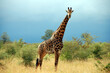 Girafe , Safari en Afrique du sud 