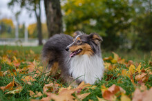Cute Tricolor Dog Sheltie Breed In Fall Park. Young Shetland Sheepdog On Green Grass And Yellow Or Orange Autumn Leaves