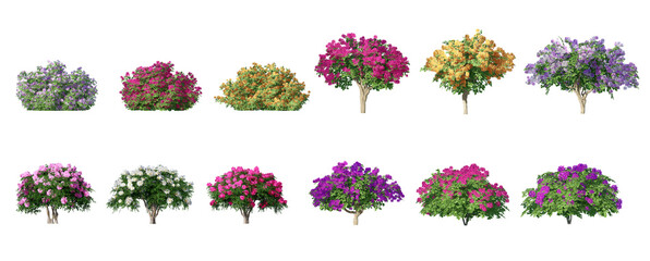 Wall Mural - Collection of 3D flowers Trees Isolated on PNGs transparent background , Use for visualization in architectural design	
