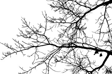 tree branch silhouette on transparent background