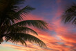 © David Davis - Palm Trees silhouetted by a beautiful sunrise in the Philippines