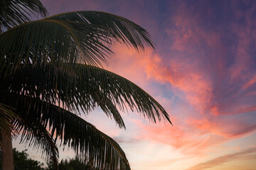 Palm Trees silhouetted by a beautiful sunrise in the Philippines