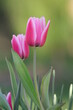 pink tulip in spring