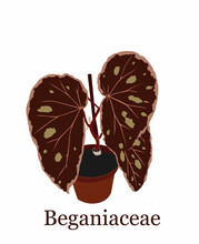 Ornamental Begonia Plant Vector Illustration 2