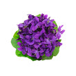 Bouquet de violettes	