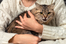 Frightened Cat In The Hands Of The Owner. A Girl Is Holding A Fluffy Tabby Cat That Growls And Hisses