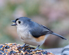 Tufted Titmouse At The Feeder