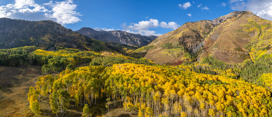 Wall Mural - Golden Autumn Aspen on Last Dollar Road at the Lost Dollar Ranch	