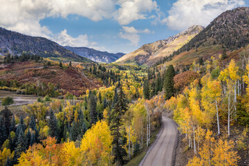 Wall Mural - Golden Autumn Aspen on Last Dollar Road near Telluride Colorado	