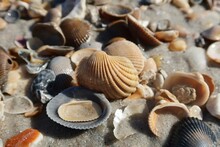 Beautiful Seashells On Sand Background In Atlantic Coast Of North Florida
