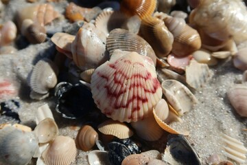 Wall Mural - Seashells background on Florida beach