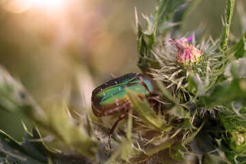 Ein Rosenkäfer auf einer Mariendistel. Nahaufnahme eines grünen Rosenkäfers.