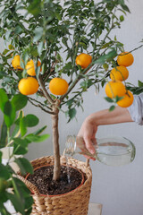 woman waters takes care of orange tree in wicker basket. citrus fruits grow on branches. ripe fruits of orange tangerines. fresh fruits grown at home. plant care 