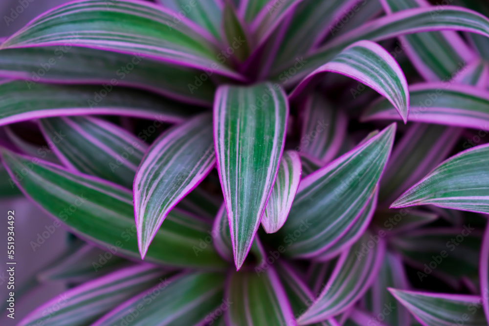 Purple garden plant. Tradescantia Spathacea, purple maguey. Stock Photo | Adobe Stock