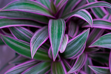 Purple Garden Plant. Tradescantia Spathacea, Purple Maguey.