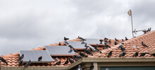 Solar Panels On The Roof Of A House Covered With Pigeon Droppings And Roosting Pigeons