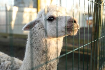 Sticker - Beautiful Huacaya alpaca inside of paddock in zoo