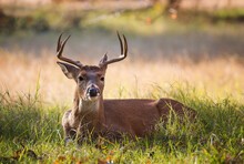 Young White-tailed Deer, Male Buck, Lying In The Grass On A Beautiful Autumn Day In Texas. Closeup.