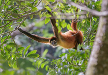 Black-handed Or Geoffroy's Spider Monkey (Ateles Geoffroyi) In Forest Canopy, Osa Peninsula, Puntarenas, Costa Rica.