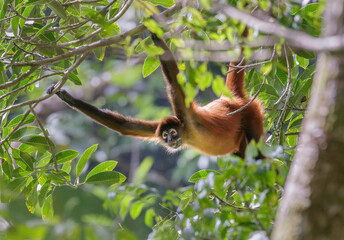 black-handed or geoffroy's spider monkey (ateles geoffroyi) in forest canopy, osa peninsula, puntare