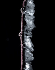 Canvas Print - White snowflakes on a tree branch is isolated on a black background.